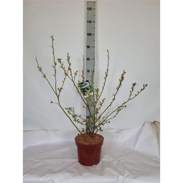 <h4>Vaccinium corymbosum 'Reka' C5 40-60</h4>