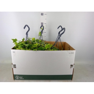 Hedera helix 'Goldchild'