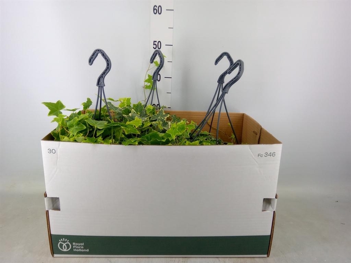 <h4>Hedera helix 'Goldchild'</h4>