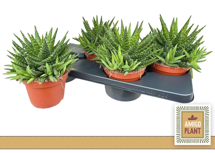 <h4>ALOE SAFARI KERIO</h4>