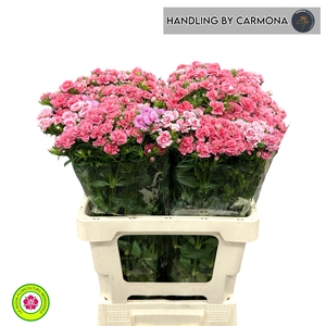 DI BARB S WILL CORAL