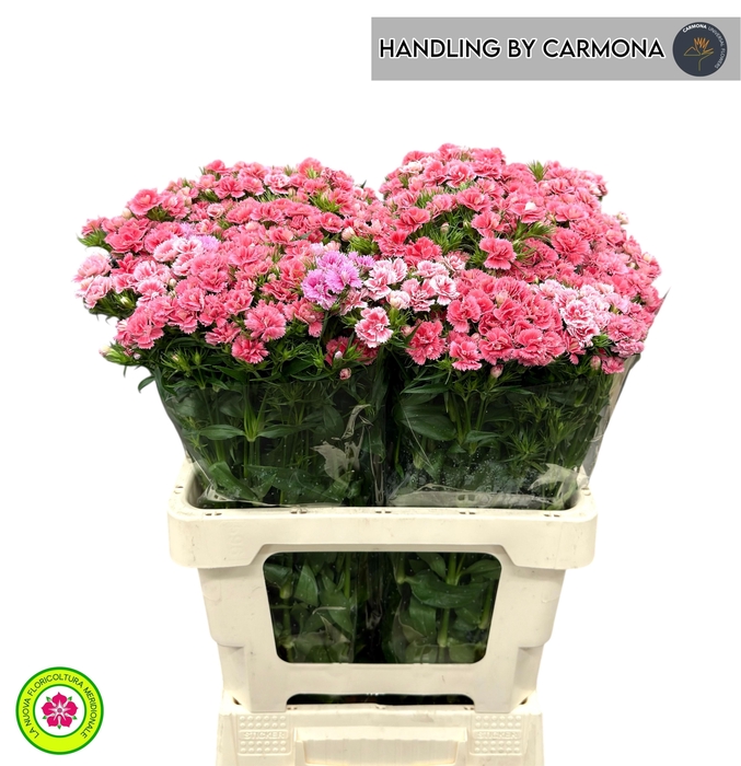 <h4>DI BARB S WILL CORAL</h4>