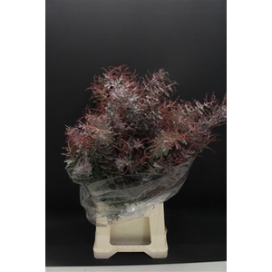 Mimosa Baleyana Red