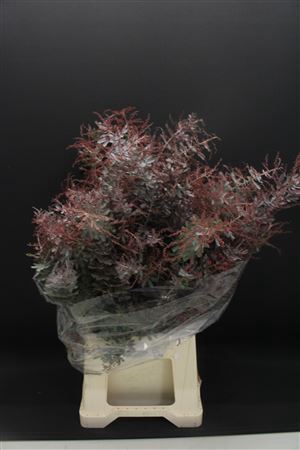 <h4>Mimosa Baleyana Red</h4>