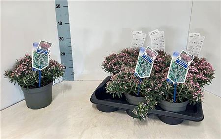 <h4>Andromeda Polifolia Blue Ice</h4>
