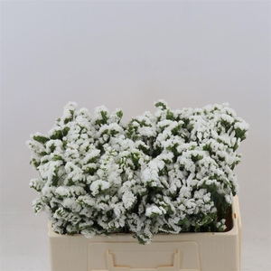 LIM S SILV SUN BIRDS