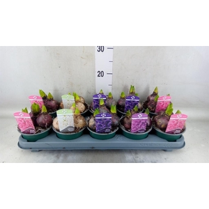 Hyacinthus orie.   ...mix 5