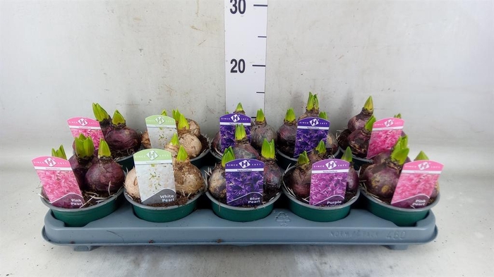 <h4>Hyacinthus orie. ...mix 5</h4>