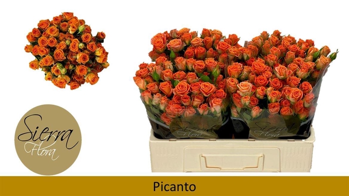 <h4>R Tr Picanto</h4>