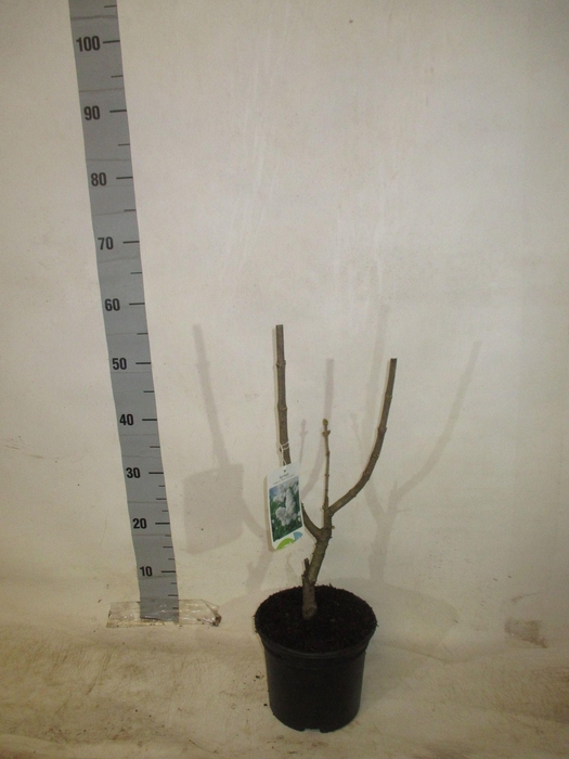 <h4>SYRI V MME LEMOINE</h4>