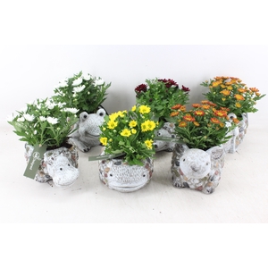 arr4 Outdoor MB - Ker. dierenmix x6