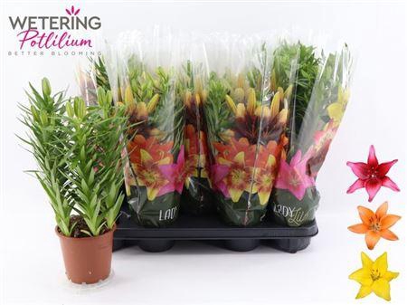 <h4>Lil As Gem 3pp</h4>