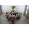 DIANTHUS CA PEMAN