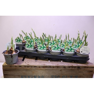 arr8 Galanthus Niv In Pot