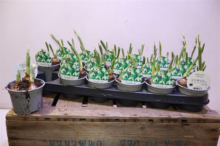 <h4>arr8 Galanthus Niv In Pot</h4>