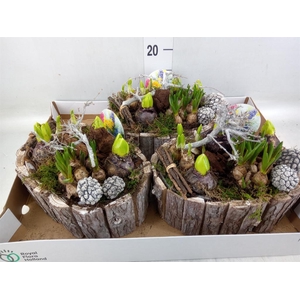 Arr.   Bol/Knolgewas L%