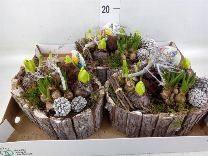 <h4>Arr.   Bol/Knolgewas L%</h4>