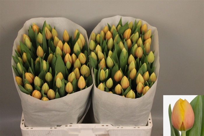 <h4>Tu En Marit Super!!</h4>