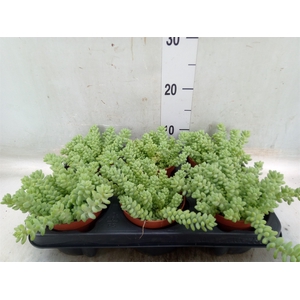 Sedum burrito