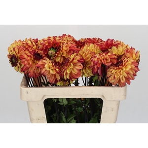 Dahlia Ding A Dong