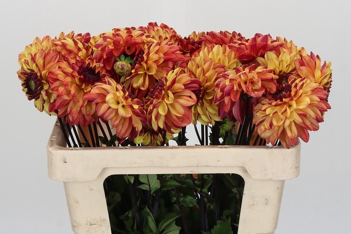 <h4>Dahlia Ding A Dong</h4>