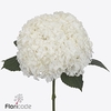 Hydrangea royal highness
