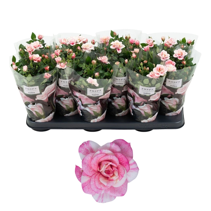<h4>Nolina Roses Ø 10,5 cm. Piia st. 1-2</h4>