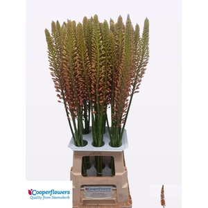 EREMURUS CLEOPATRA