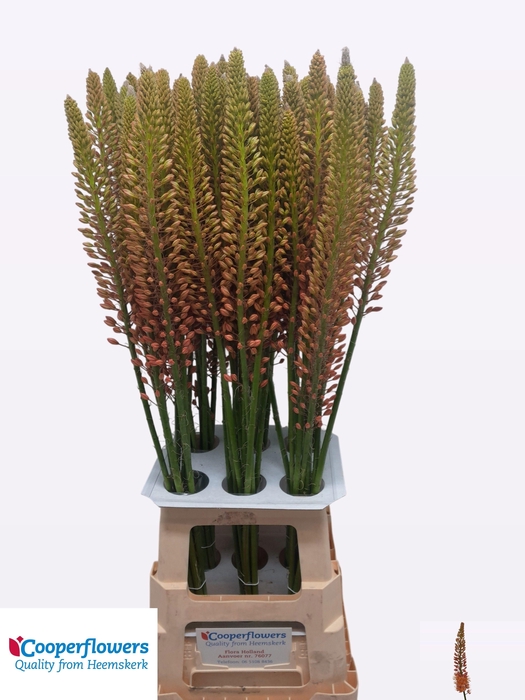 <h4>EREMURUS CLEOPATRA</h4>