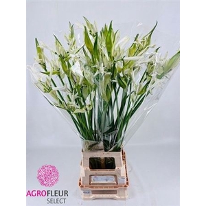 Nerine Bo Like A Virgin
