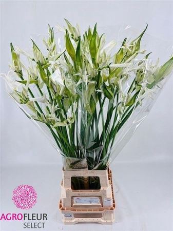 <h4>Nerine Bo Like A Virgin</h4>