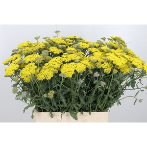 Achillea Moonshine