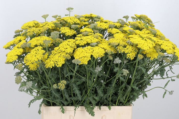 <h4>Achillea Moonshine</h4>