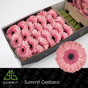 Gerbera Debut Doos