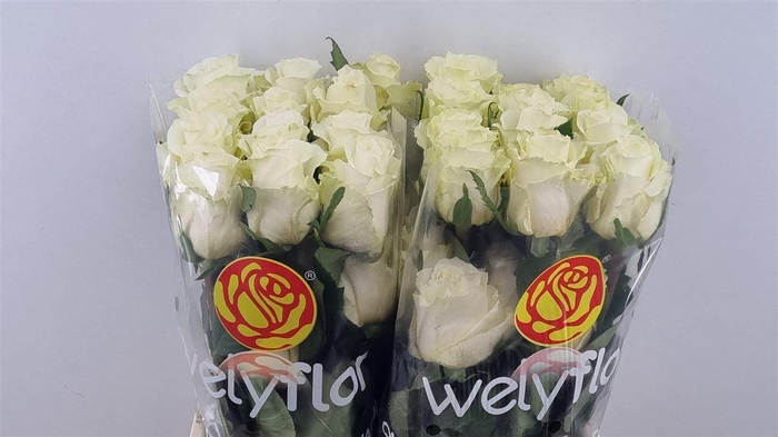 <h4>R Gr Cream Shimmer</h4>