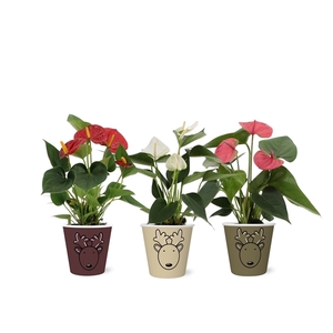 Anthurium 3 color mix in Rudolf smartcup