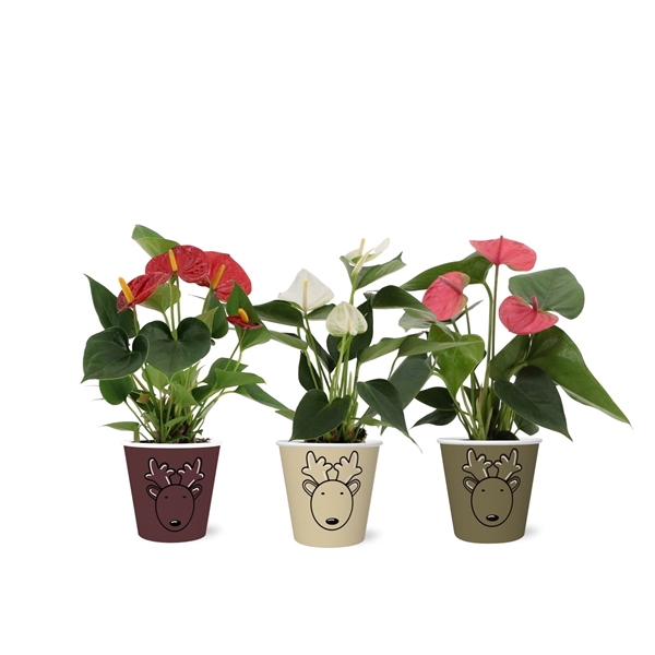 <h4>Anthurium 3 color mix in Rudolf smartcup</h4>