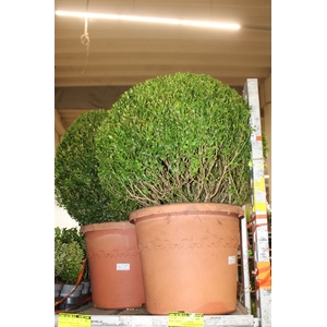 Buxus Semp Bol 60cm