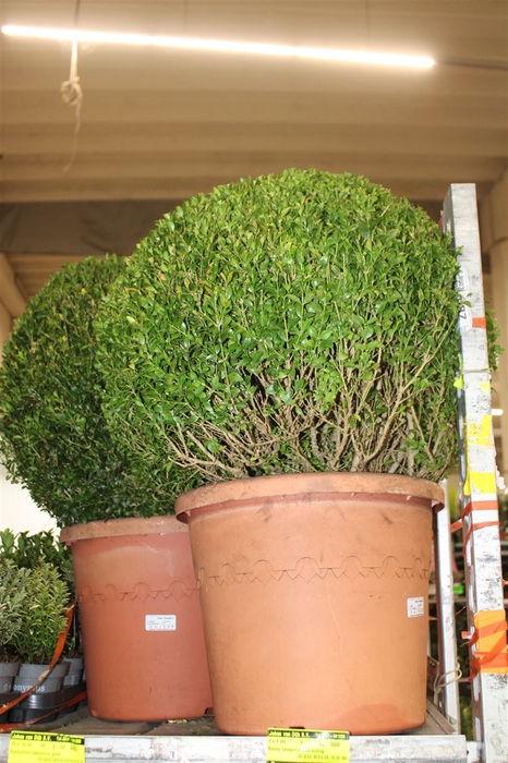 <h4>Buxus Semp Bol 60cm</h4>