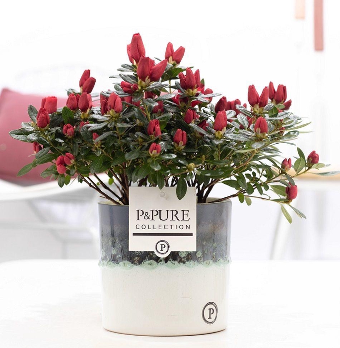 <h4>1st class Azalea red in P&PURE Illusion ceramics</h4>