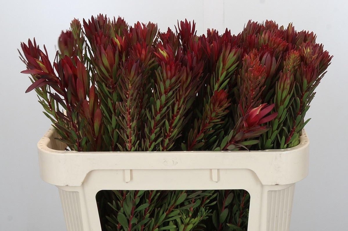 <h4>LEUCAD SAF SUNSET</h4>