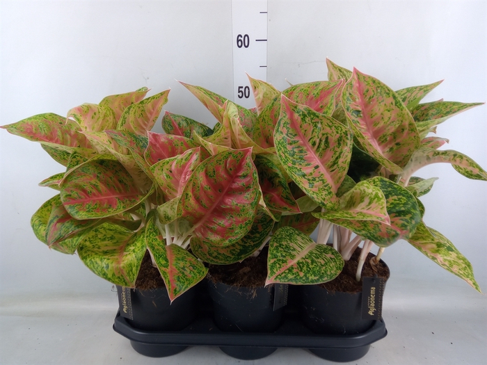 <h4>Aglaonema   ...</h4>