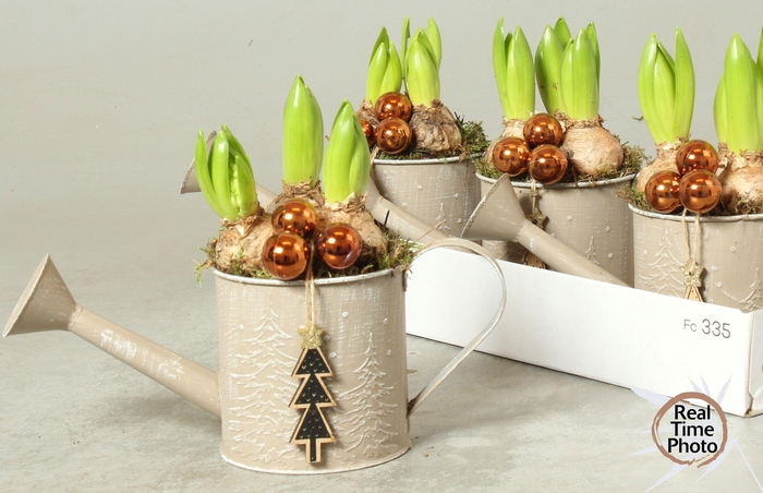 <h4>Arr Hyacinth</h4>