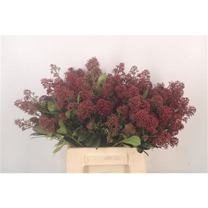 Skimmia Rubella Red Bunch