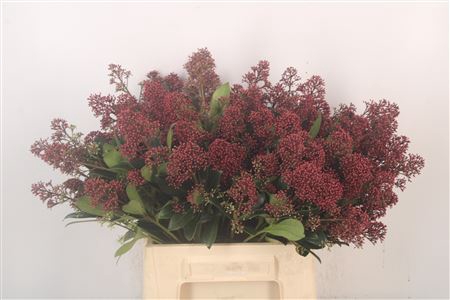 <h4>Skimmia Rubella Red Bunch</h4>