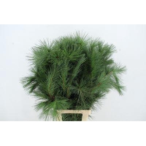 PINUS STROBUS PINUS STROBUS