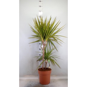 Dracaena marg. 'Sunray'