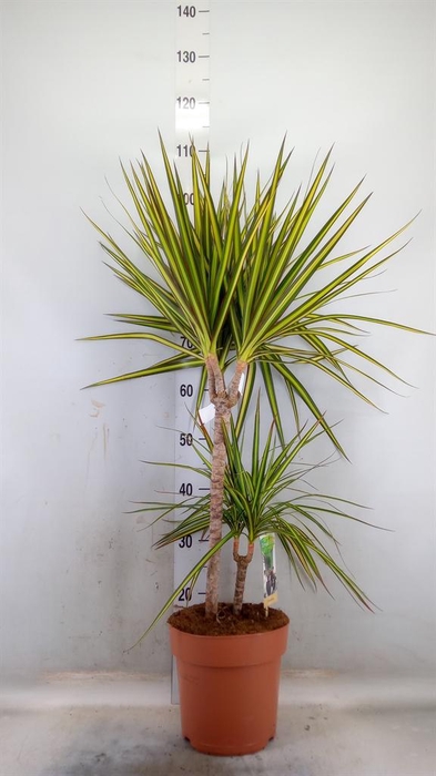 <h4>Dracaena marg. 'Sunray'</h4>