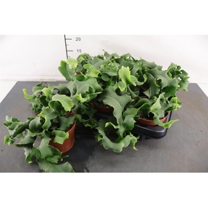 Epiphyllum Monstrosa 12 Cm. Pot