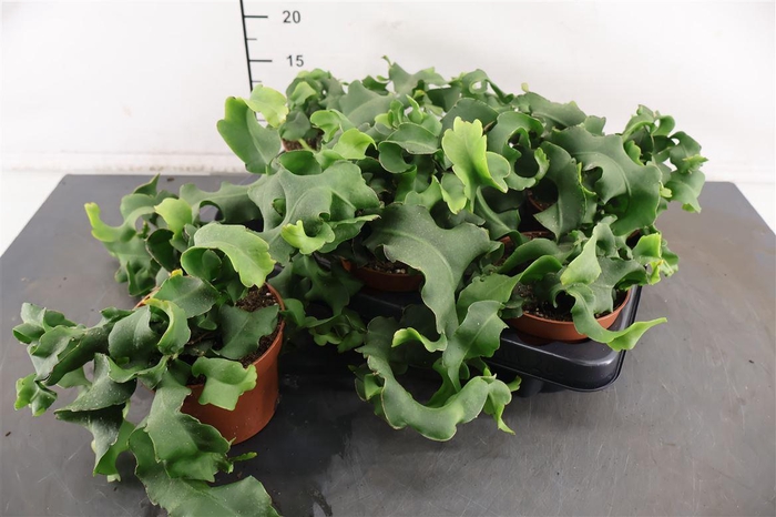 <h4>Epiphyllum Monstrosa 12 Cm. Pot</h4>